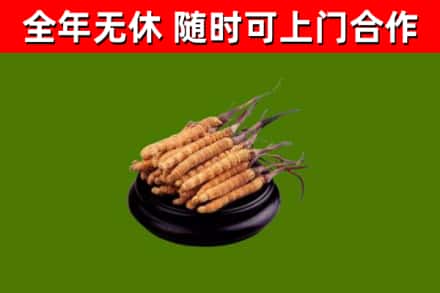 越城区烟酒回收冬虫夏草.jpg